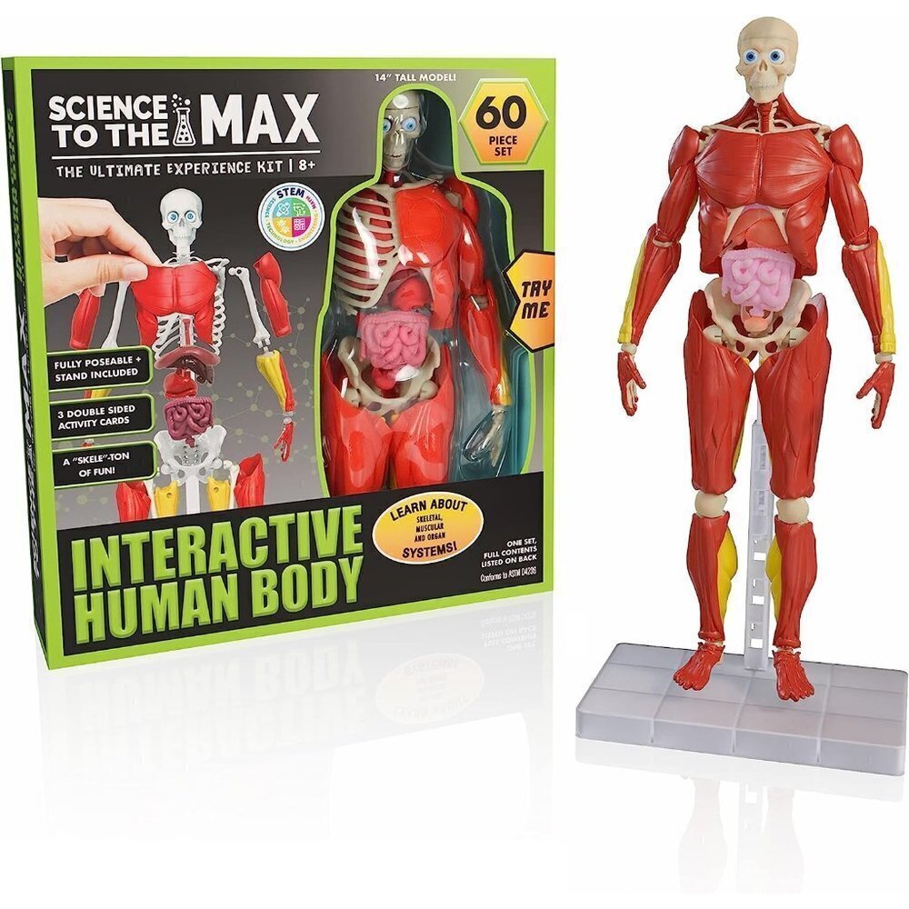 14” Tall 60 Piece Fully Poseabl Removable Muscles Organs Interactive Hum…